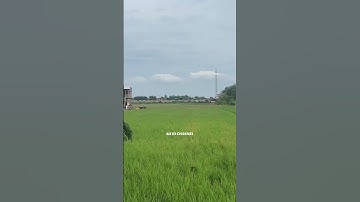 Cek suara Kimochi Brewog jarak 1 km.. #brewogaudio