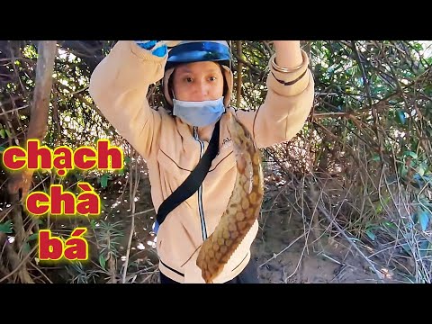 Video: Câu Cá Trên Sông Shosha ở đâu Tốt Hơn