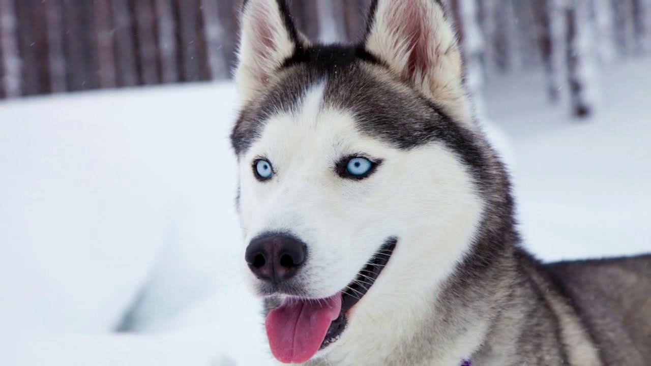 blue huskies