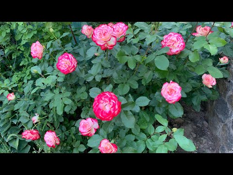 My roses are blooming beautifully!!!