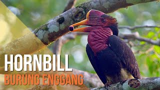 How many Hornbill species are there in Malaysia?