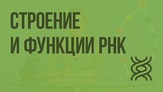 Строение и функции РНК. Видеоурок по биологии 10 класс