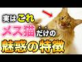 【オス猫とはココが違う】メス猫だけの魅惑の特徴13選！