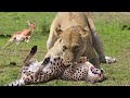 WORLD’S FASTEST ANIMALS FAIL | Lion Save Impala From Cheetah Hunting – Leopard Ambush Impala On Tree