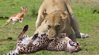 World’s Fastest Animals Fail | Lion Save Impala From Cheetah Hunting – Leopard Ambush Impala On Tree