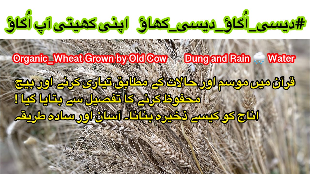 #Grow Organic Eat Organic in Quran Save Seeds for Future Organic Wheat