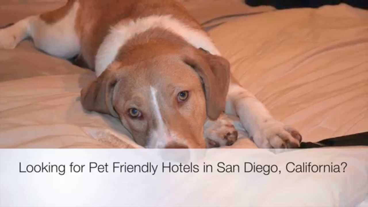Pet Friendly Hotels San Diego, California YouTube
