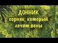 🌼 Сорняк, который лечит вены - донник лекарственный 🌼