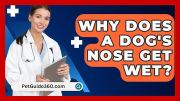 Why Does A Dog
