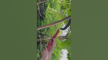 Tôi làm con dao phát rẫy bằng thép nòng pháo Nhật chặt cây như chặt chuối vậy thật hiếm có