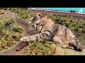 [4K] Cat Cafe in Japan (Diorama Restaurant) Giant Cats in Osaka(miniature Japanese railway diorama)