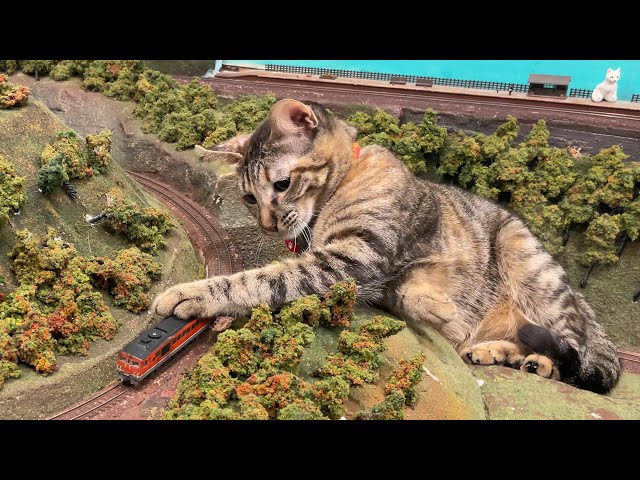 4K] Cat Cafe in Japan (Diorama Restaurant) Giant Cats in Osaka