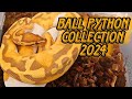 Ball Python Collection And Breeding Plans
