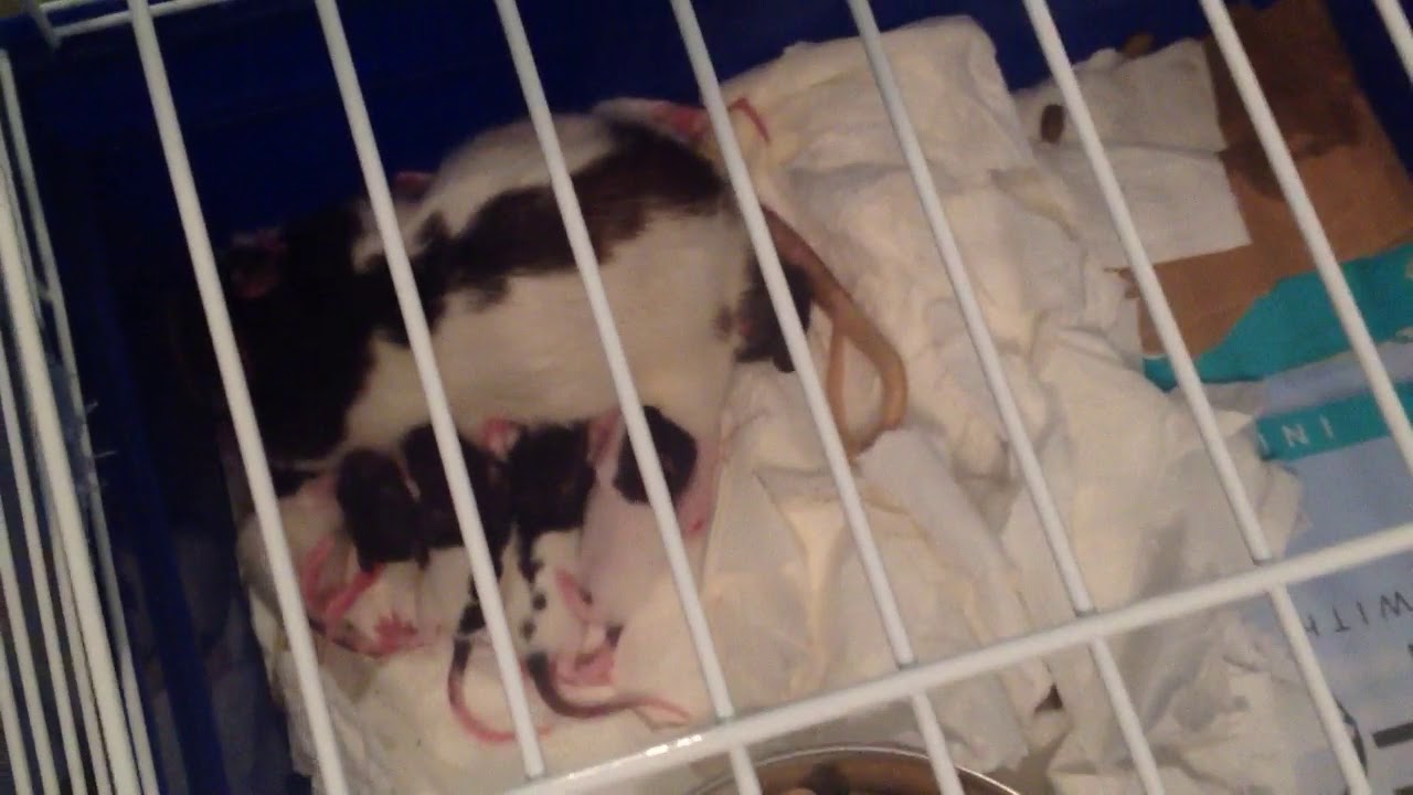 Rat Mother feeding babies YouTube