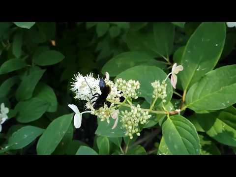 Spider Wasp