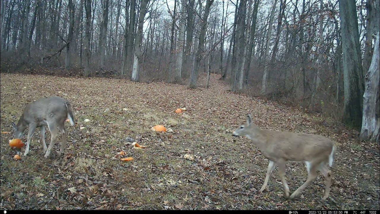 do-deer-like-pumpkins-deer-in-our-backyard-youtube