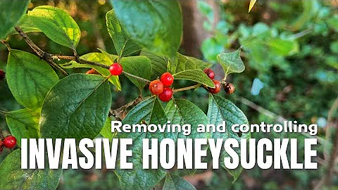 How to remove honeysuckle for good | Controlling Invasive Plants