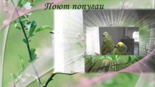 Попугаи поют Прикольное видео Смешное видео Попугаи поют Прикольное видео Смешное видео