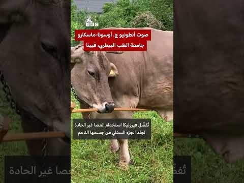 البقرة فيرونيكا ت فاجئ العلماء تستخدم الأدوات مثل الشمبانزي