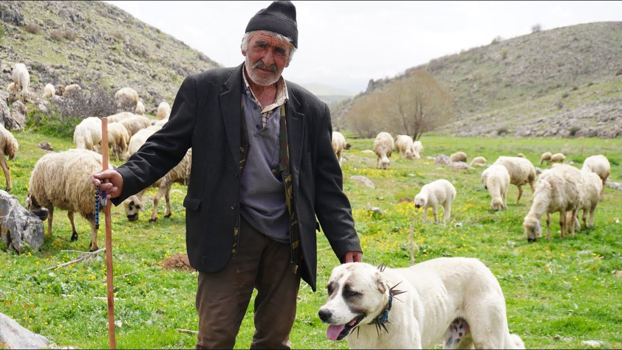 Какова жизнь на плато? | История Чинипи Али |4K|