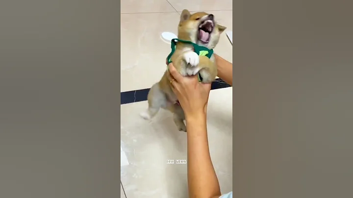 Angry dog fighting with owner😂Funny cute animal videos🤣 #shorts #angrydog #funnycatvideos