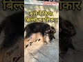 क त त न क य ब ल ल क श क र Dog Daily Dailyvideo 