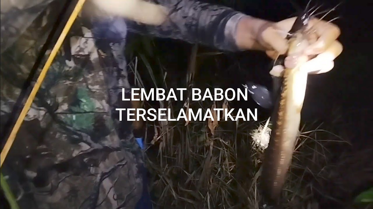 LEMBAT AIR HITAM || NAJUR LEMBAT SUMATRA - YouTube