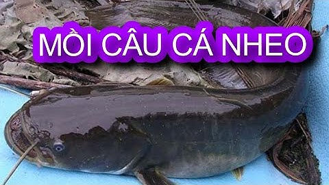 MỒI CÂU CÁ NHEO | Cách làm mồi câu cá đơn giản