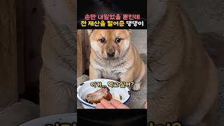 손만 내밀었을 뿐인데 전 재산을 털어준 댕댕이