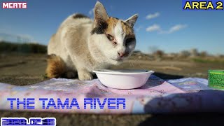 【多摩川猫・神社でご挨拶】ミクﾀﾝ砂浴び【ご支援の感謝】