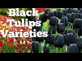 Black Tulips Varieties Overview 2021 | Черные Тюльпаны Сорта Обзор 2021