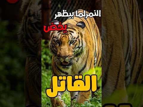 النمر أول ما بيظهر يخض