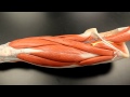 MUSCULAR SYSTEM ANATOMY: Anterior thigh muscles model description. Somso