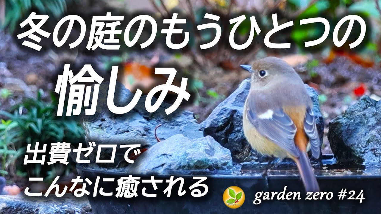 冬の庭で想定外の楽しさ【出費ゼロでこんなに癒される♪】