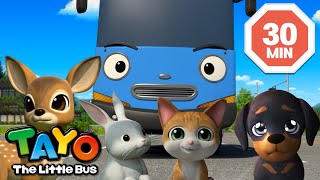 Tayo English Episode l Cute Little Animal Friends | I want a Puppy l Tayo Episode Club