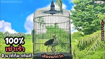 เสียงนกกวัก นกไก่นา ใหม่ล่าสุด | เข้าเร็ว 100 %