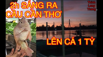 2H sáng ra Câu cá đống chà | bào hugo| river fishing life | câu cá cần thơ- điểm câu cần thơ