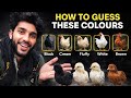 “Aseel Chicks Future Prediction | How to Identify Colour & Gender Early”# Aseelchicks#blackjavachick