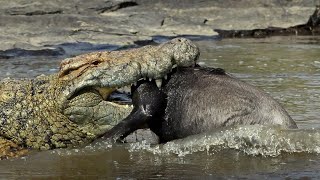 Top 45 Jaw Dropping Crocodile Hunting Moments