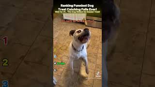 Ranking Funniest Dog Treats Catching Fails Ever! #funny #dogs #viralshorts #actuación #memes