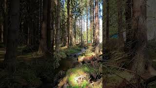 Powerful Forest Stream 🌲 Small Waterfall &amp; Relaxing Nature Sounds 💧 Short #nature #waterfall #reax