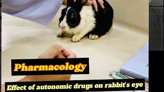 Effect Of Autonomic Drugs On Rabbits Eye Pharmacology Practical Ans Drugs Ospe