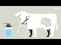 Video: PENSPOMP COW DRENCHER