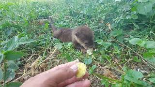 Si Mocil Berang Berang Kecil makan Tellor Lucu Banget