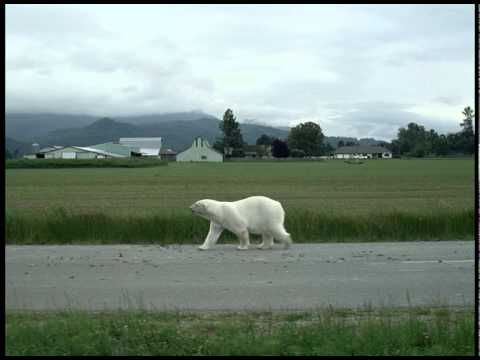 Nissan leaf and polar bear #7