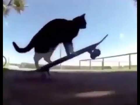 Gato truco