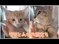 モモとムギとの別れ。生まれてきてくれてありがとう