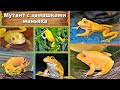 Мутант с замашками маньяка. Golden frog.