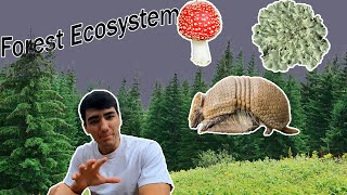 What Is a Forest?