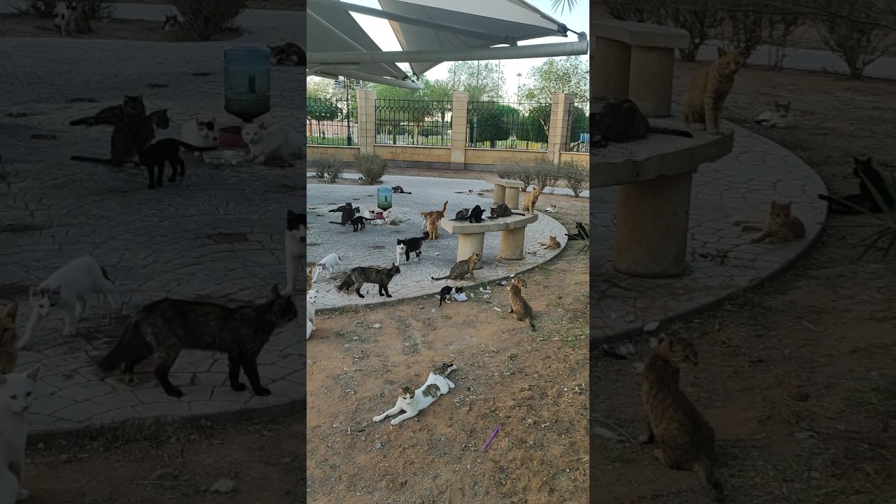 Cats around Abdullah Park Riyadh 